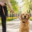 Hoppla Buddy Polyester Dog Leash, PM-HP-2-G